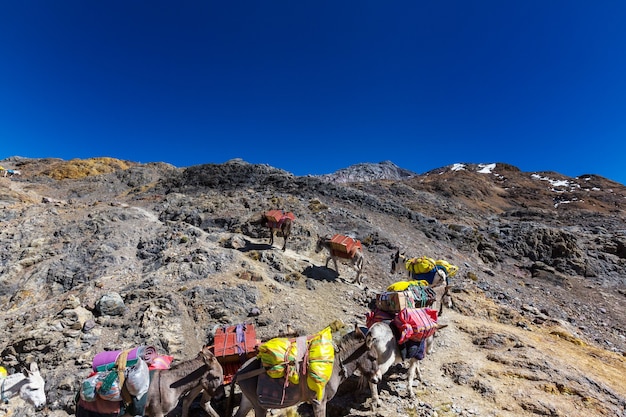 Caravana de burros en Cordiliera Huayhuash, Perú, América del Sur