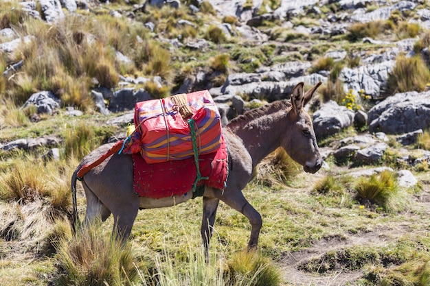 Caravana de burros en Cordiliera Huayhuash, Perú, América del Sur