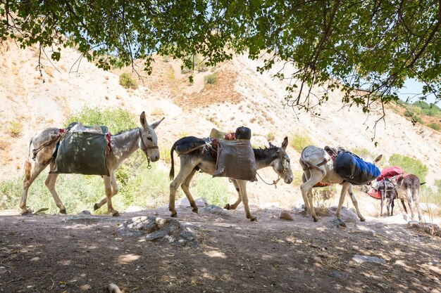 Caravana de burros en la montaña Fann, Tayikistán