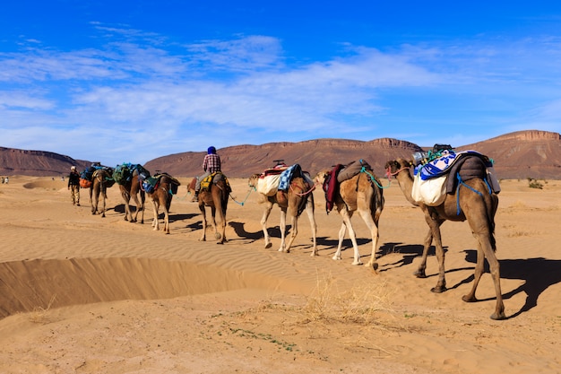 Caravana de camellos atravesando el desierto.