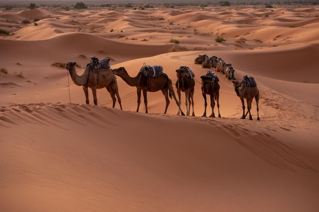 Caravana de camellos caminando por un desierto en Dubai en un día soleado