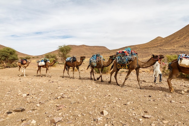 Caravana de camellos en el desierto del Sahara Camellos caminando sobre el desierto de piedra a lo largo de las montañas Marruecos