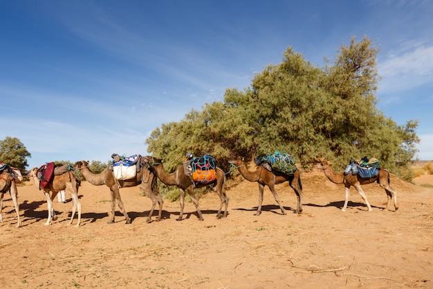 Caravana de camellos en el desierto del sahara