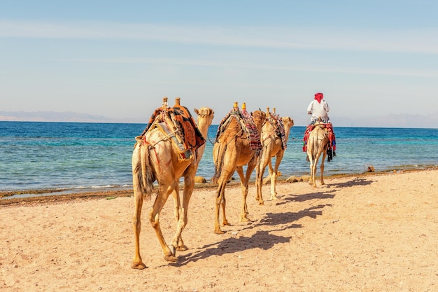 Caravana de camellos para turistas un paseo en camello beduino safari en Dahab Egipto