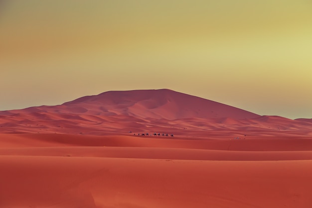 Caravana de camelos ao amanhecer no deserto do saara.