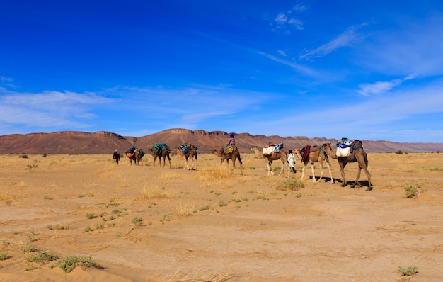 Caravana de camelos atravessando o deserto