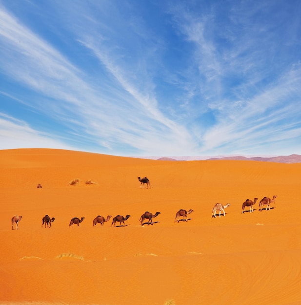 Foto caravana en el desierto del sahara