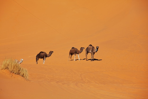 Caravana no deserto do saara