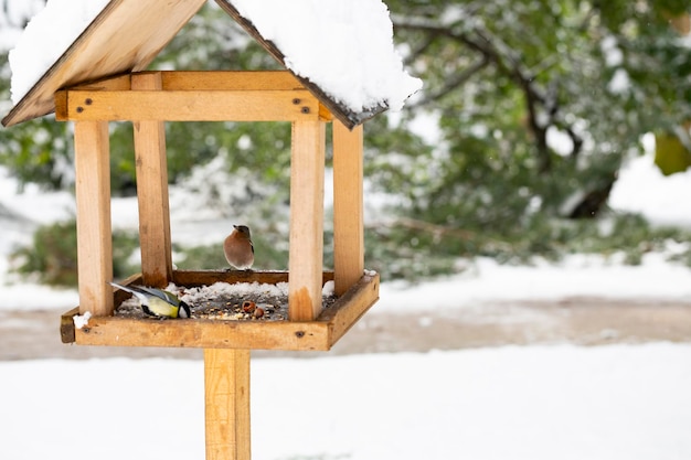 Un carbonero en un alimentador de invierno come pan El concepto de ayudar a las aves en invierno