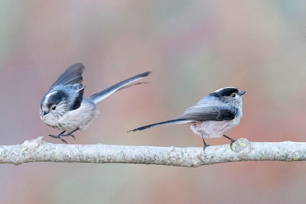 Carbonero común Aegithalos caudatus Granada España