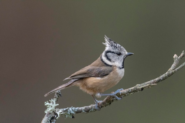 Carbonero común europeo o Carbonero común (Lophophanes cristatus) Ávila, España