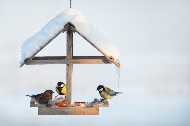 Carbonero común y gorrión en el comedero para pájaros de invierno cubierto de nieve comiendo grasa de cerdo