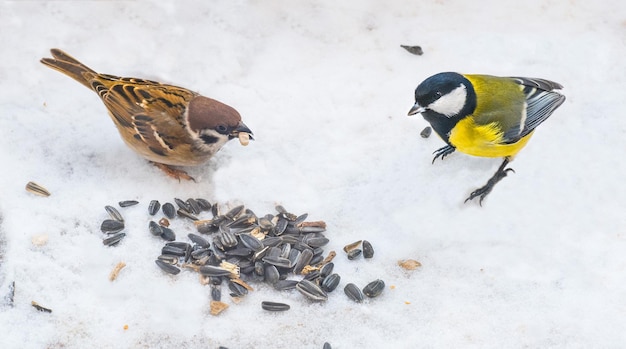 Carbonero común y gorrión y semillas de girasol en la nieve en invierno Alimentar a los pájaros en invierno