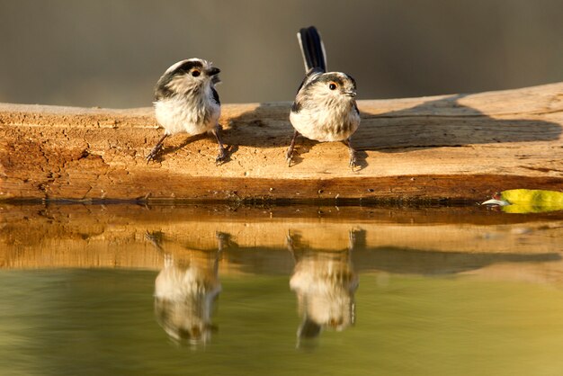 Carbonero común, pájaros, pájaro cantor, Aegithalos caudatus