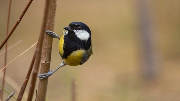 Carbonero común Parus major se asienta sobre la rama de un árbol en el bosque.