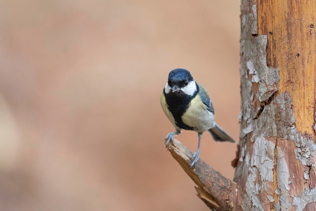 Carbonero común (Parus major) Córdoba, España