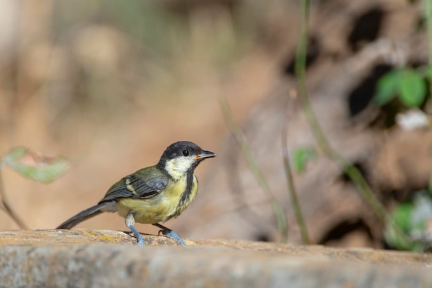 Carbonero común (Parus major) Córdoba, España