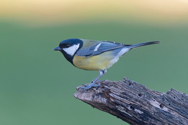 Carbonero común Parus major Málaga España