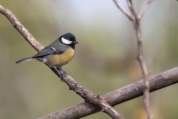 Carbonero común Parus major Málaga España