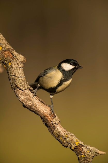 Carbonero común Parus major posado en la rama en el bosque Alicante España Europa