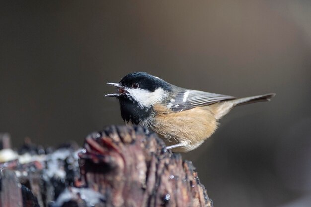 Carbonero común Periparus ater Málaga España