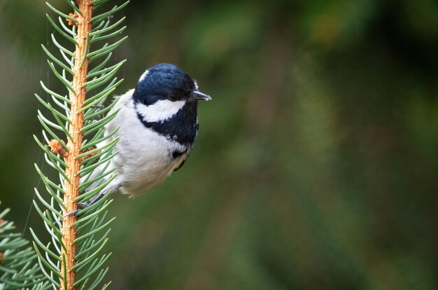 Carbonero común Periparus ater Un pájaro aferrándose a una rama de abeto