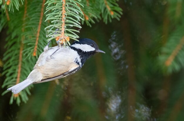 Carbonero común Periparus ater Un pájaro colgando aferrándose a una ramita de abeto