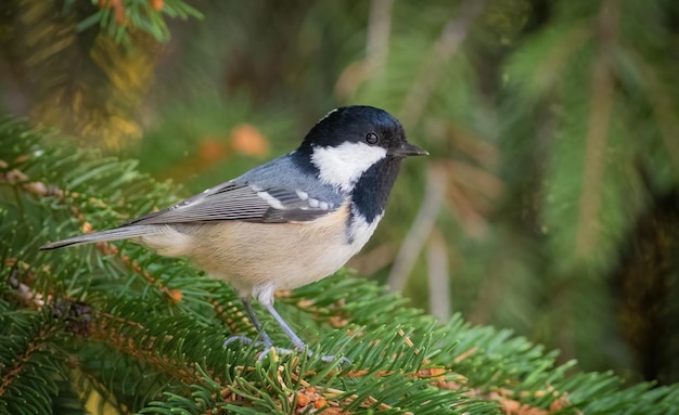 Carbonero común Periparus ater Un pájaro se posa sobre agujas de abeto