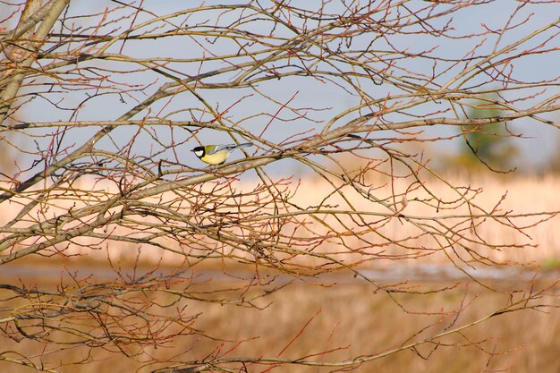 carbonero común en la rama de un árbol