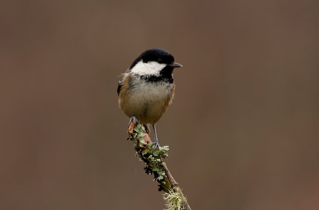 Carbonero común en una rama con las últimas luces de la tarde, pájaros, paseriformes, periparus ater