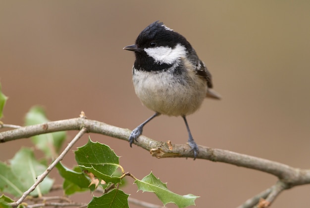 Carbonero común en una rama con las últimas luces de la tarde, pájaros, paseriformes, periparus ater