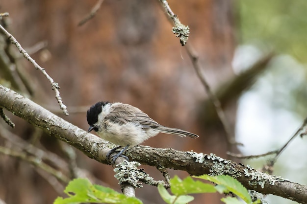 Carbonero común sentado en un árbol en una rama Animal salvaje en busca de comida Disparo de animal