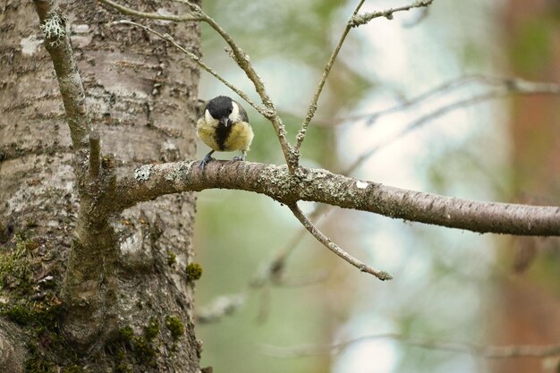 Carbonero común sentado en un árbol en una rama Animal salvaje en busca de comida Disparo de animal