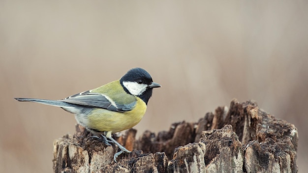 Carbonero común sentado en un tocón Parus major