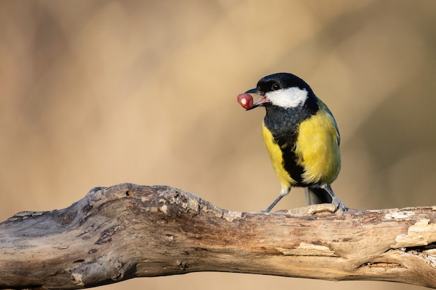 Carbonero común se sienta en una rama con un maní en su pico sobre un hermoso fondo soleado. Parus mayor,