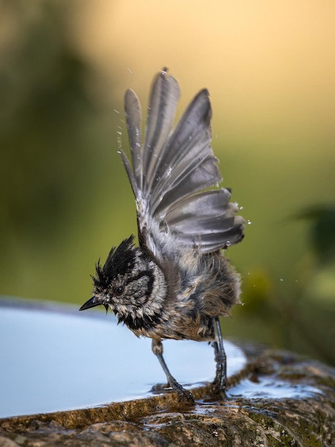 Carbonero con cresta europeo. (Lophophanes cristatus).