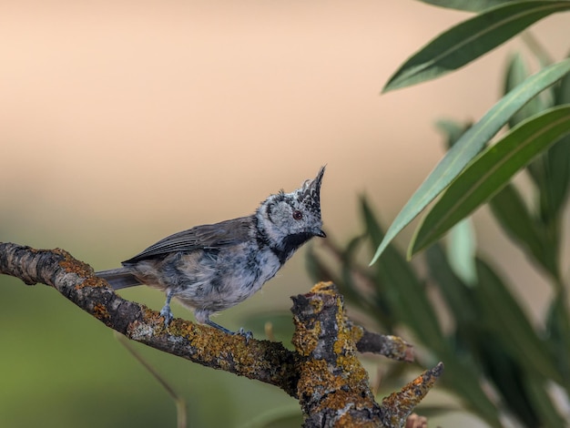 Carbonero con cresta europeo. (Lophophanes cristatus).