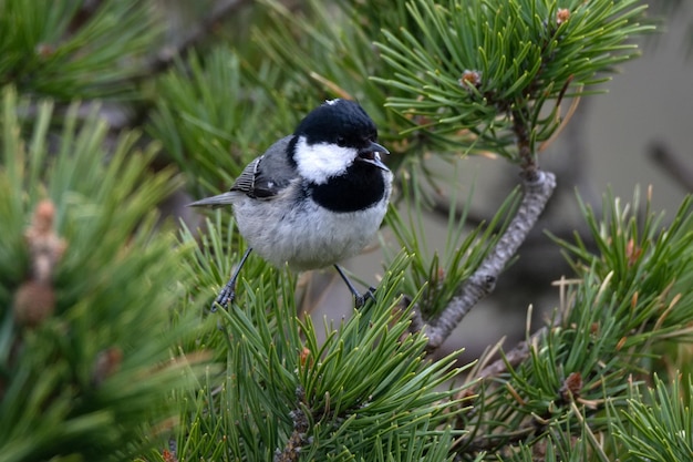 Carbonero o periparus ater posado en un pino