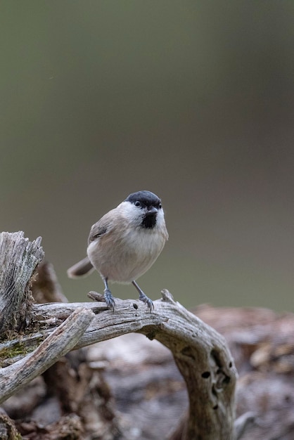 Carbonero palustre (Poecile palustris) León, España