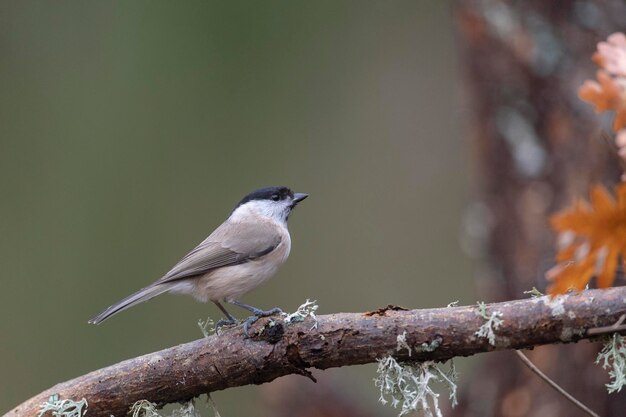 Carbonero palustre (Poecile palustris) León, España