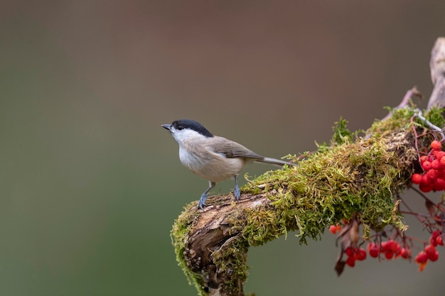 Carbonero palustre (Poecile palustris) León, España