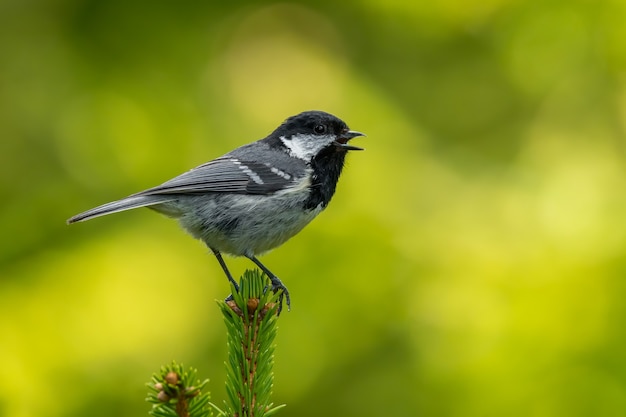 Carbonero tit sentado en una rama de pino