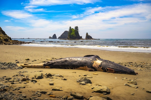 Foto carcaça de baleia encalhada em la push third beach, estado de washington