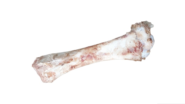 Foto carcaça de osso de porco resíduos de pernas de pessoas descartáveis isolados em fundo branco