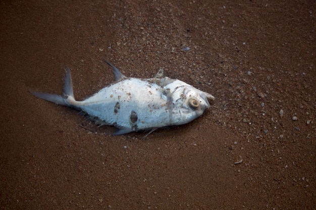 Carcaças de peixe em Pattaya BeachThailand