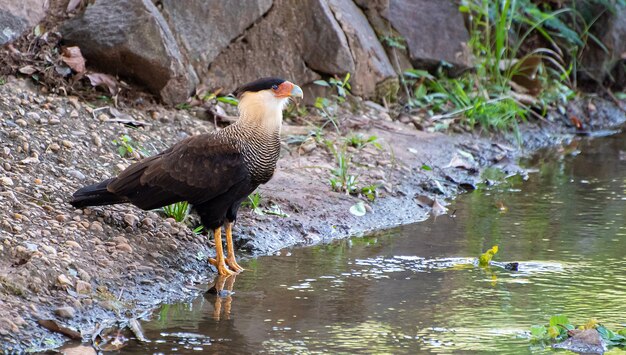 CarcarÃƒÂ¡, una especie de ave rapaz apoyada en el suelo, luz natural, enfoque selectivo.