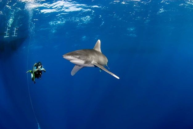 Carcharhinus Longimanus Oceanica Weißspitzenhai mit einem Taucher