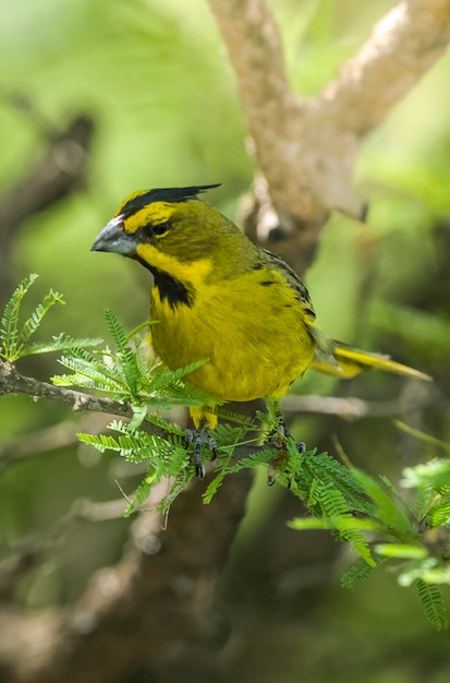 Foto cardeal amarelo gubernatrix cristata espécie ameaçada de extinção em la pampa argentina