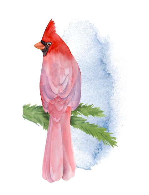 Cardeal vermelho de pássaro de inverno desenhado à mão em aquarela