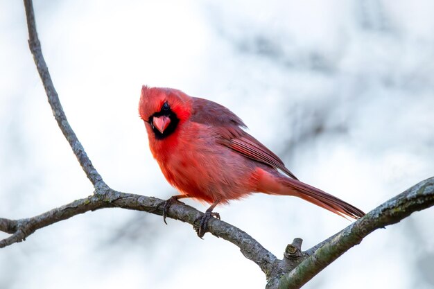 Foto cardeal vermelho em cima de um galho de árvore